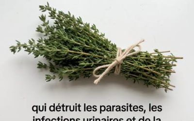 Huile d’origan, busserole : ces plantes aux vertus surprenantes pour soutenir votre bien-être urinaire et digestif