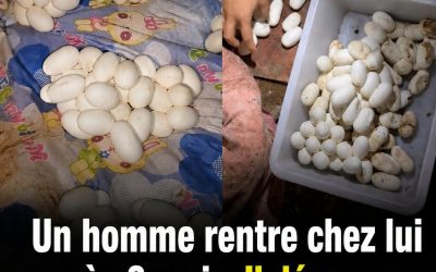 Il retrouve plus de 100 œufs sur son lit après 6 mois d’absence : l’explication des experts est fascinante