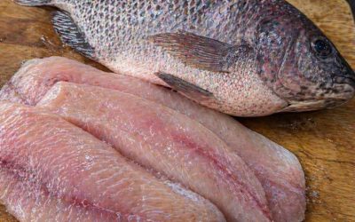 Tilapia : ce qu’il faut vraiment savoir avant d’en mettre dans son assiette