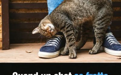 Pourquoi votre chat se frotte contre vous : la belle signification cachée derrière ce geste