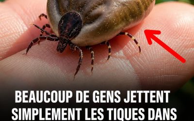 Tiques : pourquoi il ne faut surtout pas les jeter dans les toilettes après les avoir retirées