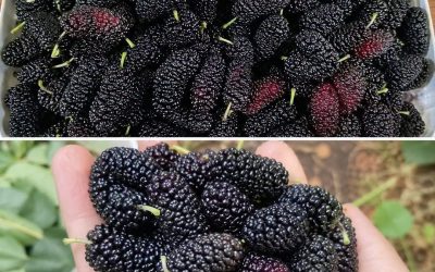 Ce fruit d’automne méconnu est un vrai trésor pour vos yeux et votre tension