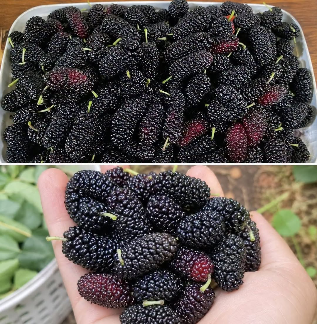 Ce fruit d’automne méconnu est un vrai trésor pour vos yeux et votre tension