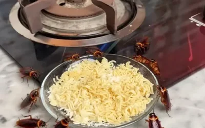 Éliminez les rats, les cafards et les fourmis avec ceci !