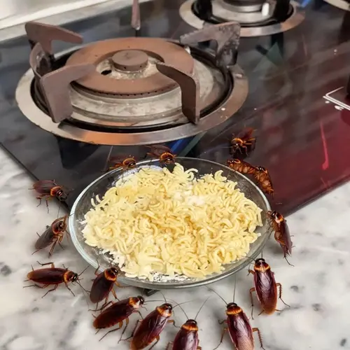 Éliminez les rats, les cafards et les fourmis avec ceci !