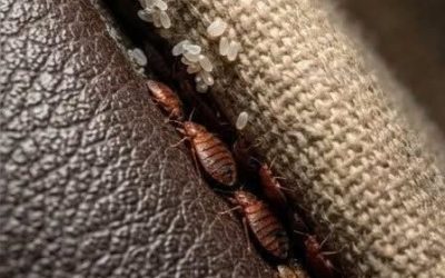 Insecte dans le canapé : comment savoir si c’est vraiment une punaise de lit
