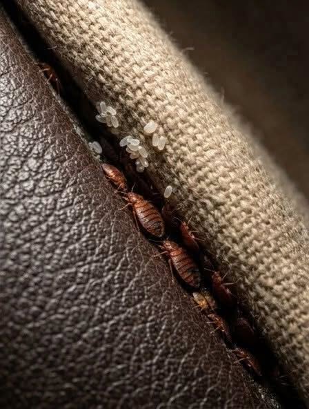 Insecte dans le canapé : comment savoir si c’est vraiment une punaise de lit