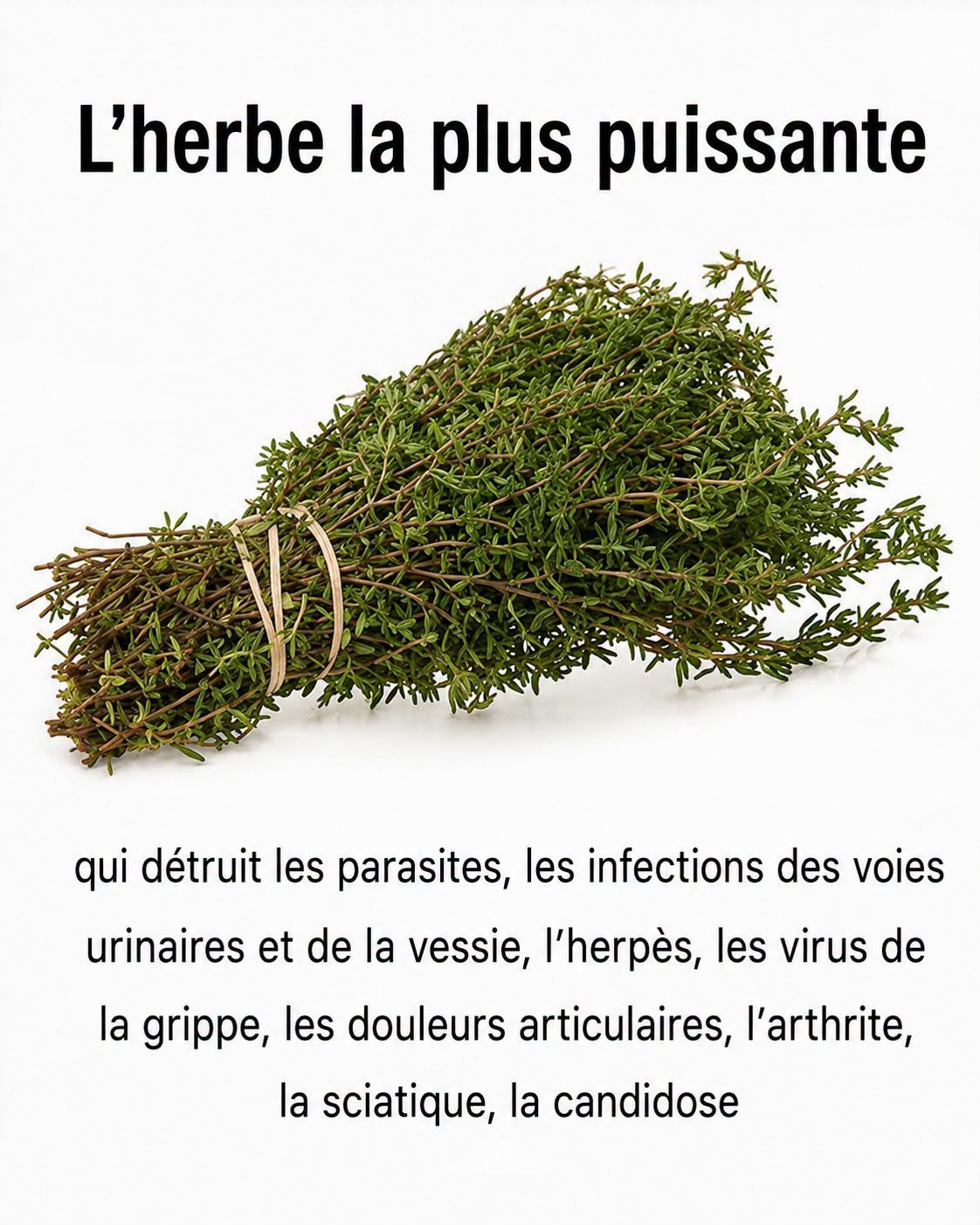 Ces plantes qui soutiennent le confort urinaire et digestif : ce que la science dit vraiment