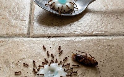 Placez ceci dans votre maison pendant seulement 1 heure et dites adieu aux mouches, moustiques et cafards