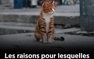 Pourquoi les chats quittent-ils leur domicile et ne reviennent pas ?