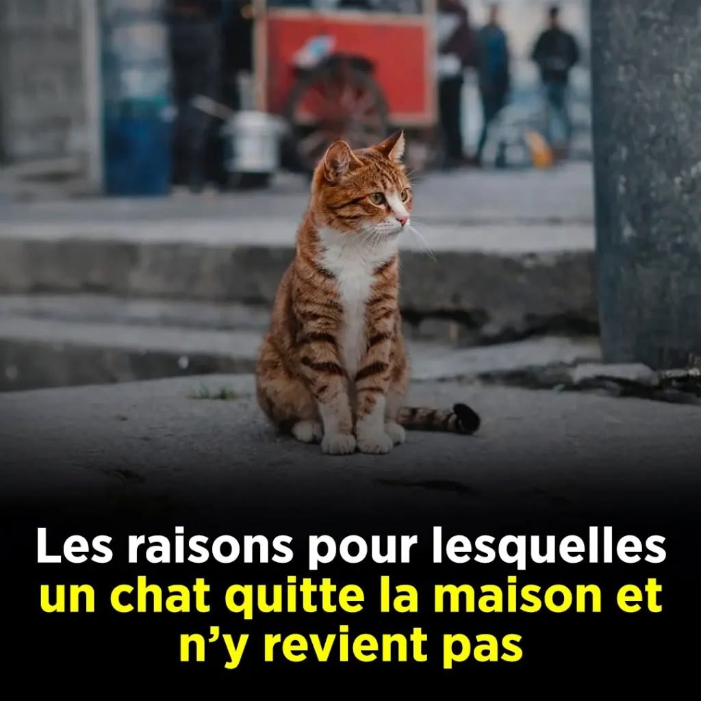Pourquoi les chats quittent-ils leur domicile et ne reviennent pas ?