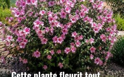 Cette plante fleurit tout l’été sans arrosage : l’alliée idéale des jardins secs
