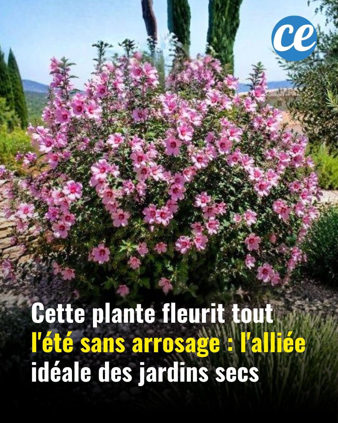 Cette plante fleurit tout l’été sans arrosage : l’alliée idéale des jardins secs