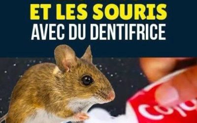 L’Astuce Pour Se Débarrasser des Rats Avec du Bicarbonate (Naturelle et Radicale).