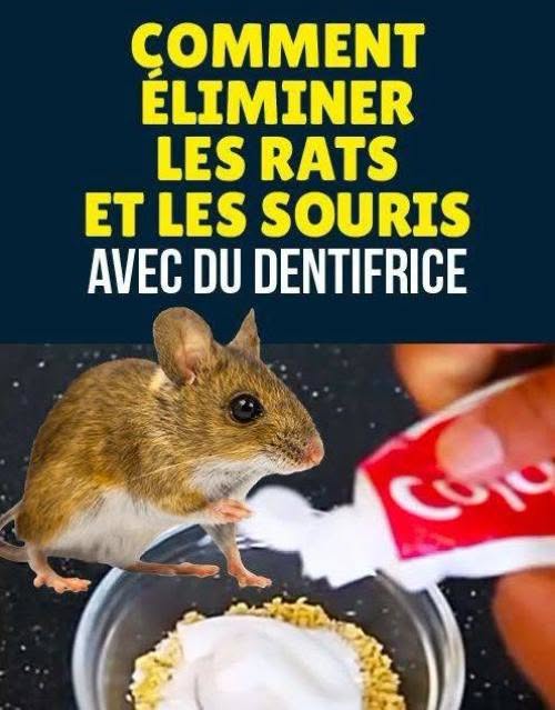 L’Astuce Pour Se Débarrasser des Rats Avec du Bicarbonate (Naturelle et Radicale).