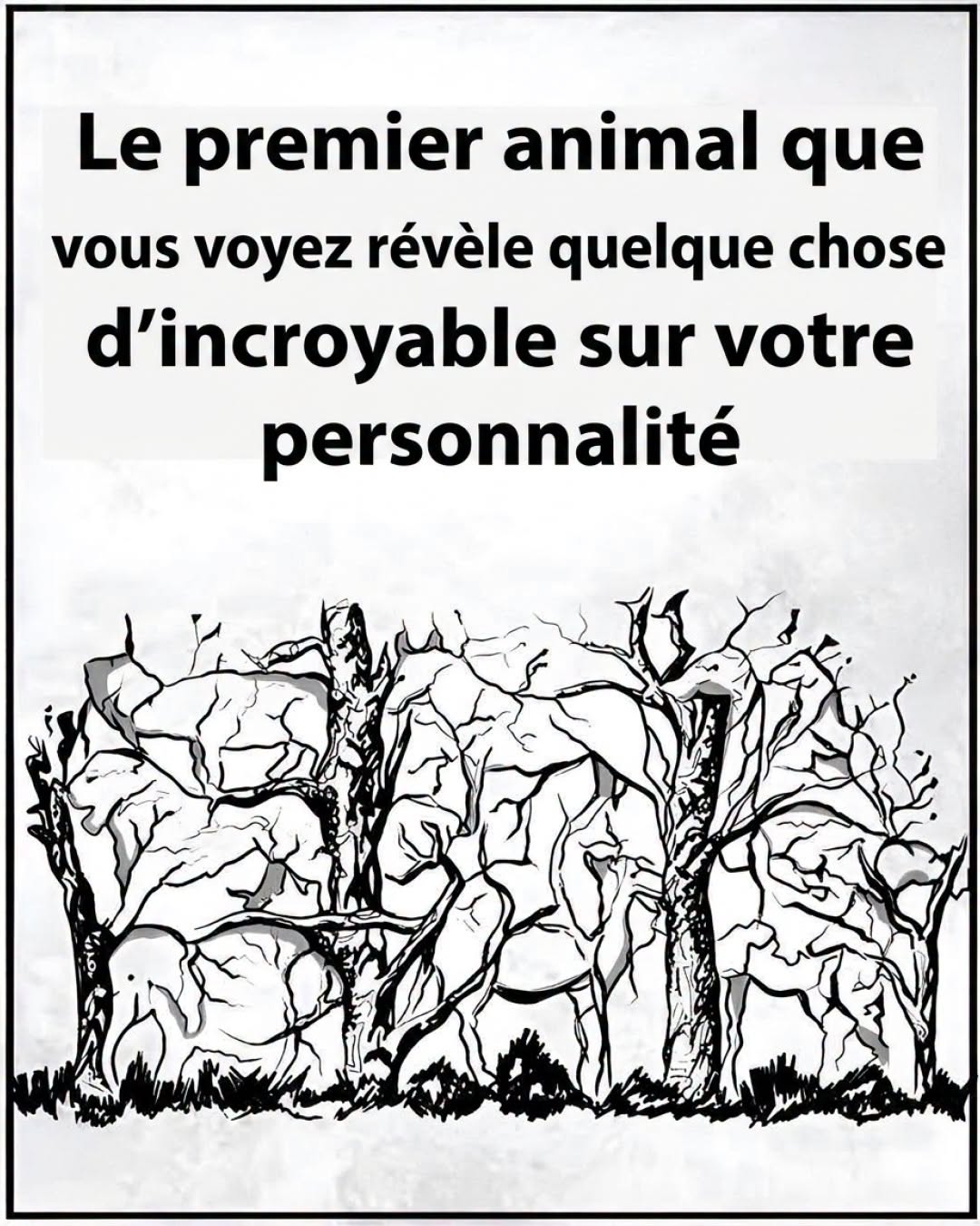 Test de personnalité : le premier animal que vous voyez révèle qui vous êtes vraiment