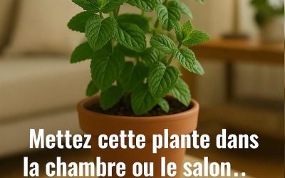 19 Plantes Qui Chassent les Insectes et les Moustiques Naturellement.