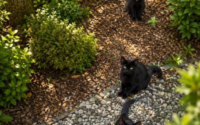 Le défi du chat caché : comment dénicher le quatrième félin invisible