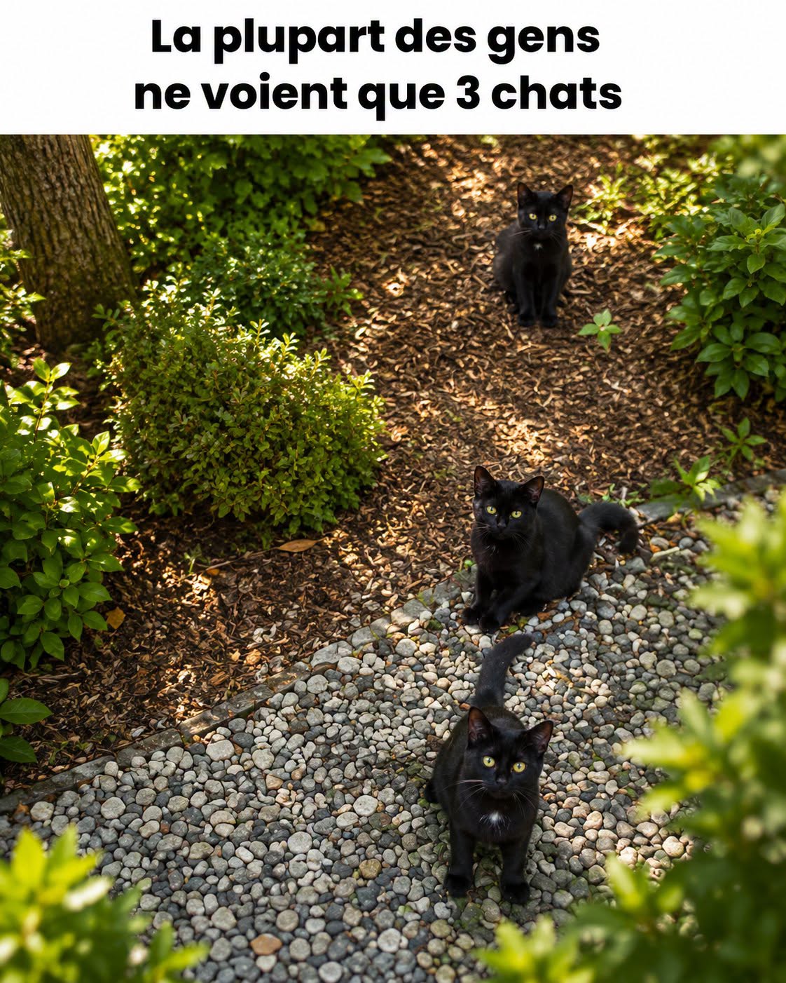 Le défi du chat caché : comment dénicher le quatrième félin invisible
