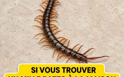La présence d’un mille-pattes chez vous : un signe de renouveau et d’entretien à adopter