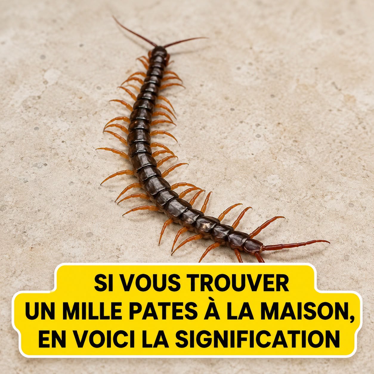 La présence d’un mille-pattes chez vous : un signe de renouveau et d’entretien à adopter