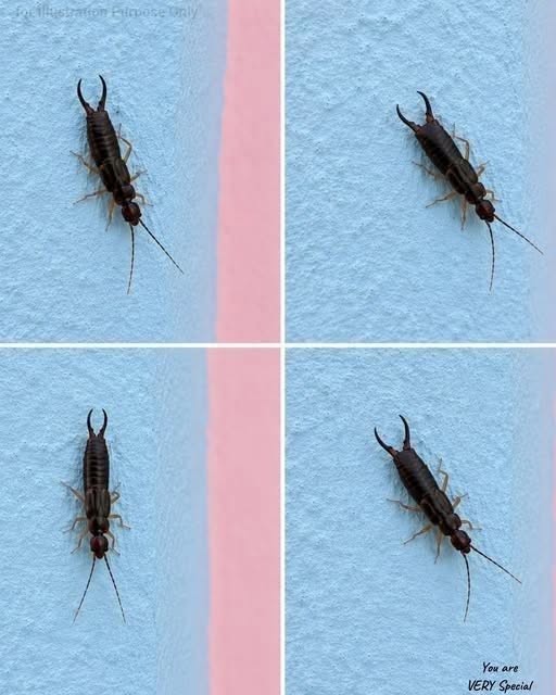 Un petit insecte dans votre cuisine ? Vérifiez votre garde-manger sans attendre