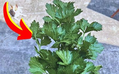 Que Faire avec des Feuilles de Céleri Branche ? 7 Astuces Anti-Gaspi.