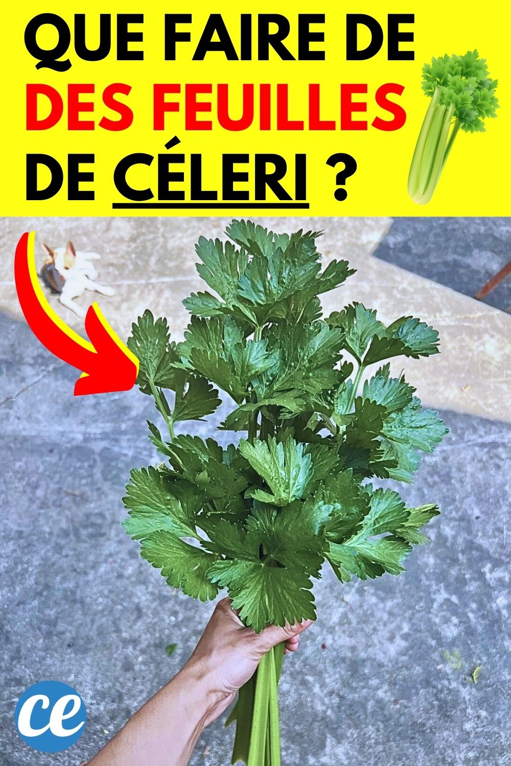 Que Faire avec des Feuilles de Céleri Branche ? 7 Astuces Anti-Gaspi.
