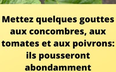 Mettez quelques gouttes aux concombres, aux tomates et aux poivrons: ils pousseront abondamment – Jardin Et Bricolage