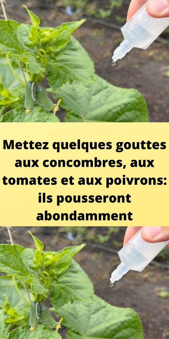 Mettez quelques gouttes aux concombres, aux tomates et aux poivrons: ils pousseront abondamment – Jardin Et Bricolage
