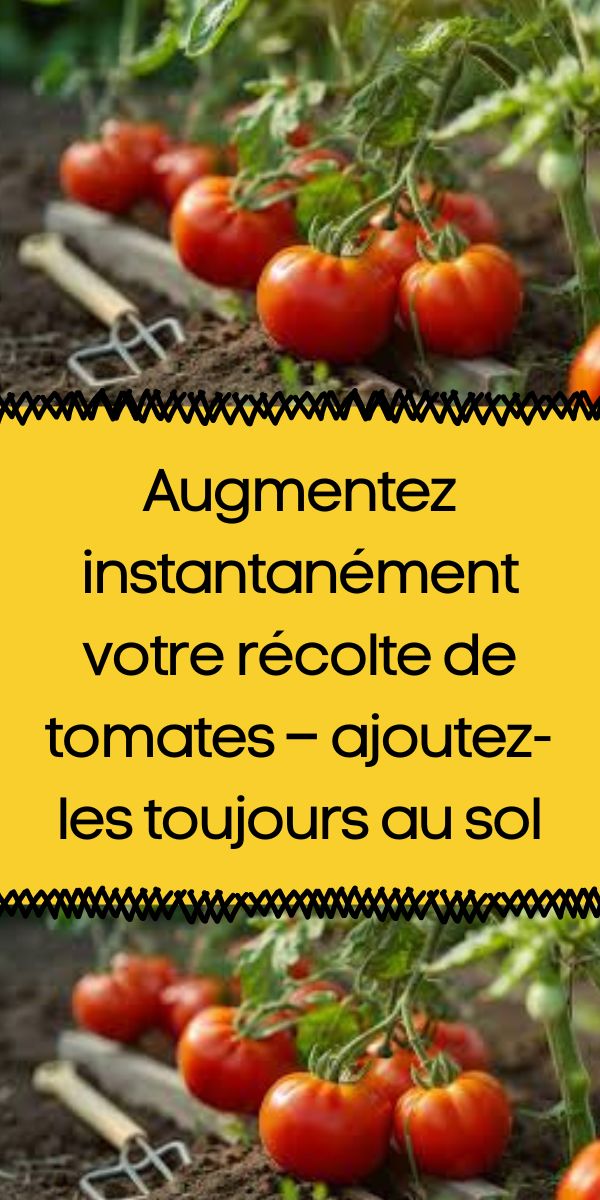 Augmentez votre récolte de tomates grâce à cette astuce simple