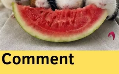 Comment rafraîchir son cochon d’inde en été