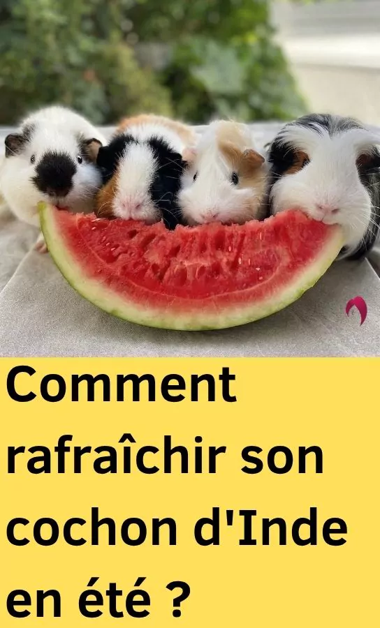 Comment rafraîchir son cochon d’inde en été