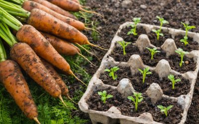 🥕 Cultiver des carottes sans effort : l’astuce écologique qui change tout au potager