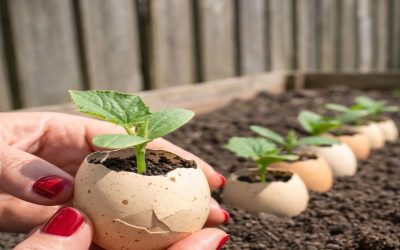 🥒 L’Astuce de la Coquille d’Œuf pour des Concombres Géants : Boostez votre Récolte Naturellement