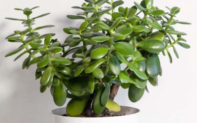 Plante de jade : une seule feuille suffit pour obtenir un nouveau Crassula