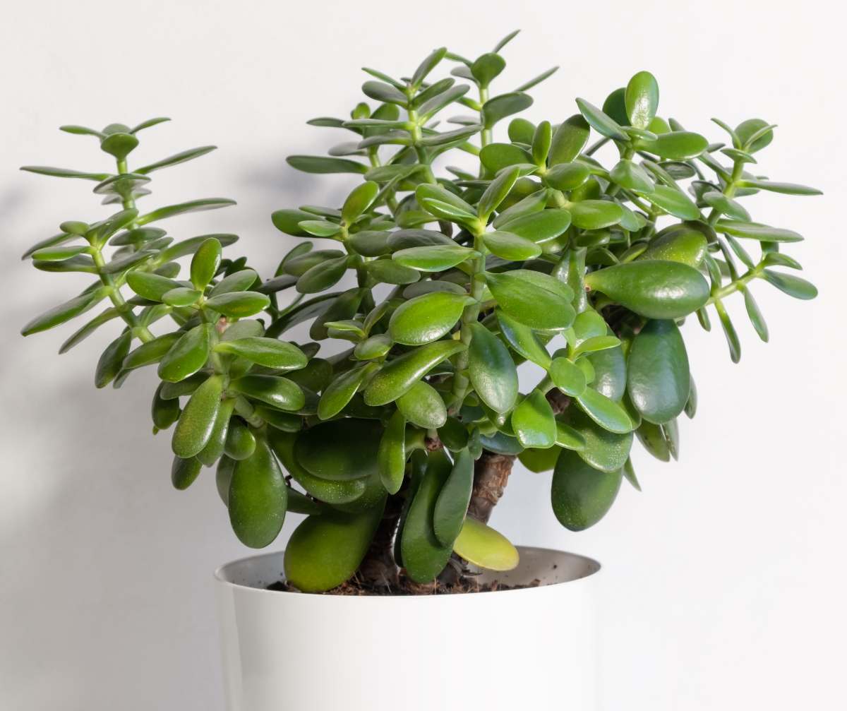 Plante de jade : une seule feuille suffit pour obtenir un nouveau Crassula
