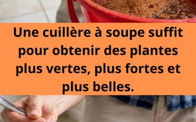 Une cuillère à soupe suffit pour obtenir des plantes plus vertes, plus fortes et plus belles.