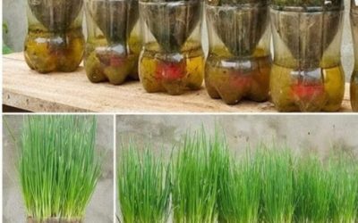 En hiver, vous pouvez facilement faire pousser des oignons verts dans des bouteilles en plastique et éviter ainsi d’avoir à les acheter.