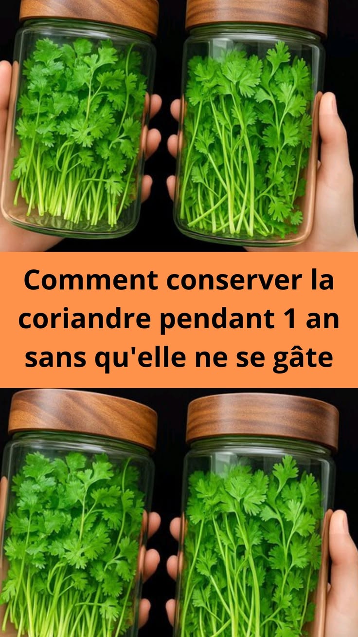 Comment conserver la coriandre pendant 1 an sans qu’elle ne se gâte