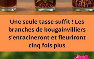 Une seule tasse suffit ! Les branches de bougainvilliers s’enracineront et fleuriront cinq fois plus