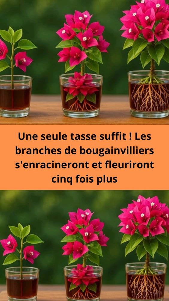 Une seule tasse suffit ! Les branches de bougainvilliers s’enracineront et fleuriront cinq fois plus