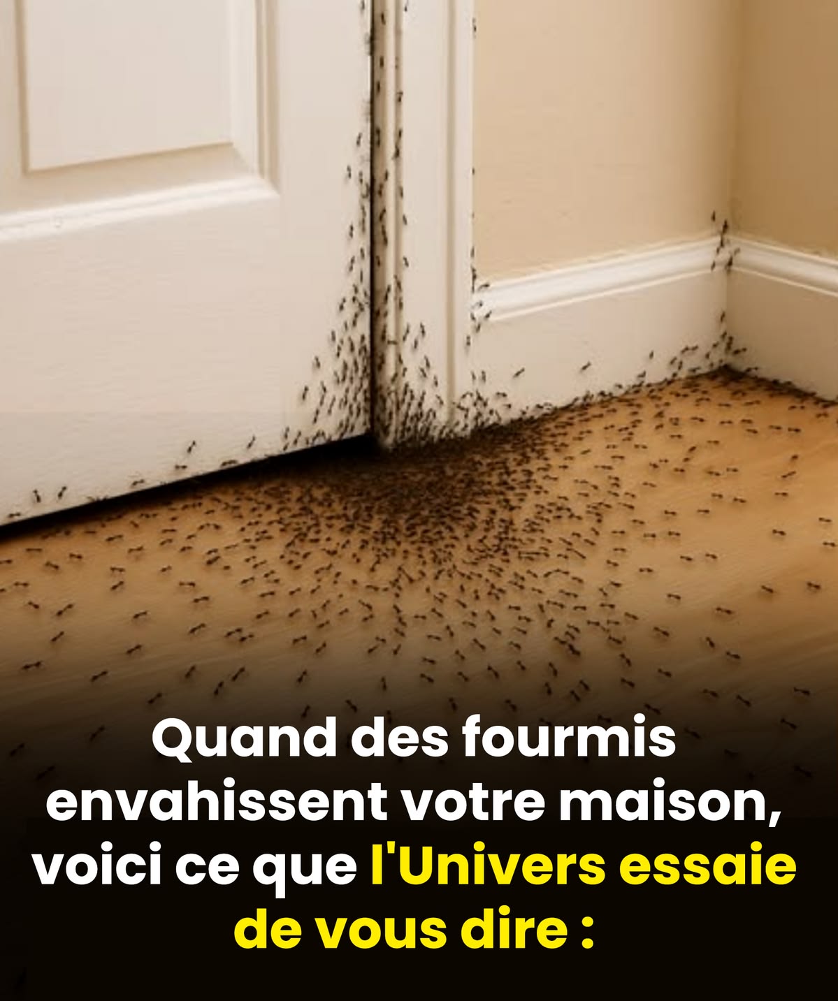 Quand des fourmis envahissent votre maison, voici ce que l’Univers essaie de vous dire