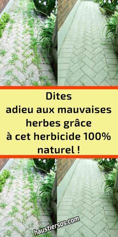 Dites adieu aux mauvaises herbes grâce à cet herbicide 100% naturel ! – haustiersos