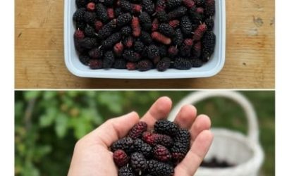 Ce fruit d’automne méconnu est un vrai trésor pour vos yeux et votre tension
