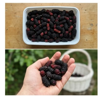 Ce fruit d’automne méconnu est un vrai trésor pour vos yeux et votre tension