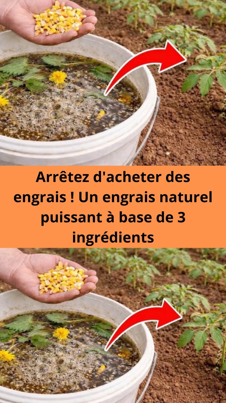 Arrêtez d’acheter des engrais ! Un engrais naturel puissant à base de 3 ingrédients