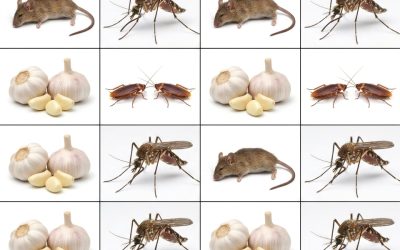Ail anti-nuisibles : la solution naturelle pour dire adieu aux rats et aux insectes