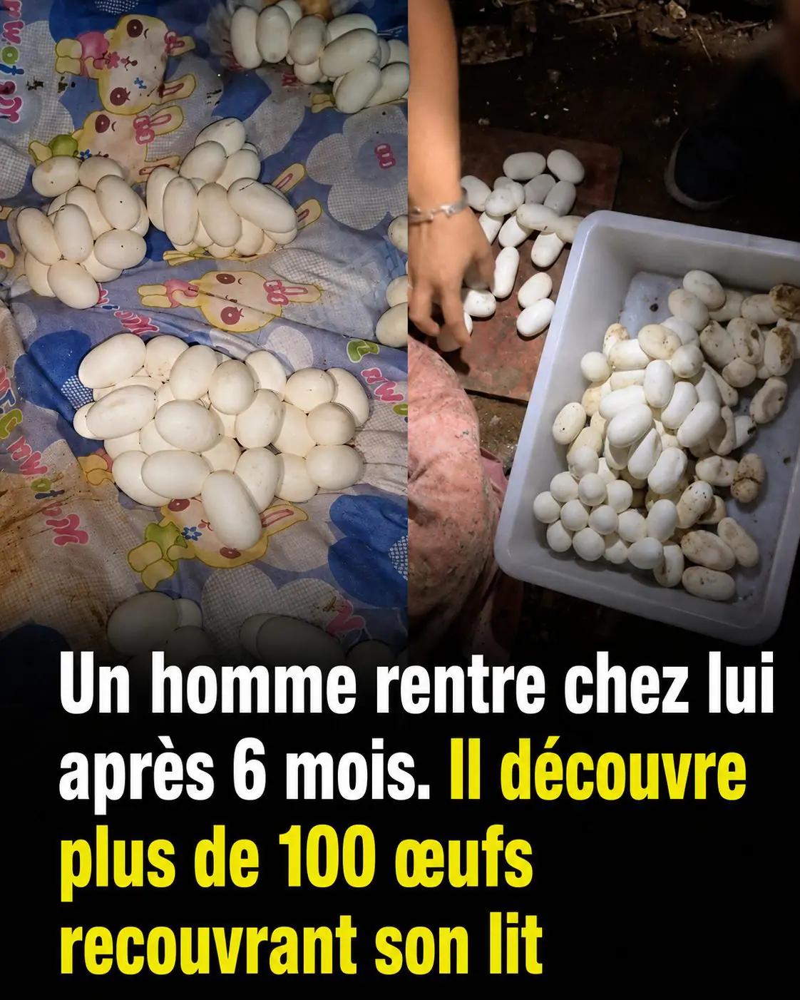 Il retrouve plus de 100 œufs sur son lit après 6 mois d’absence : l’explication des experts est fascinante