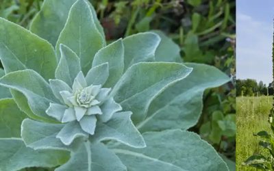 Verbascum Thapsus : Découvrez les bienfaits méconnus d’une plante aux mille vertus curatives